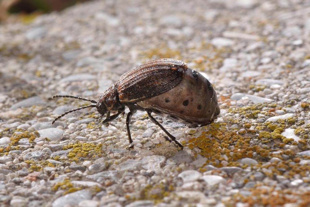 Galeruca interrupta?       No, Galeruca pomonae